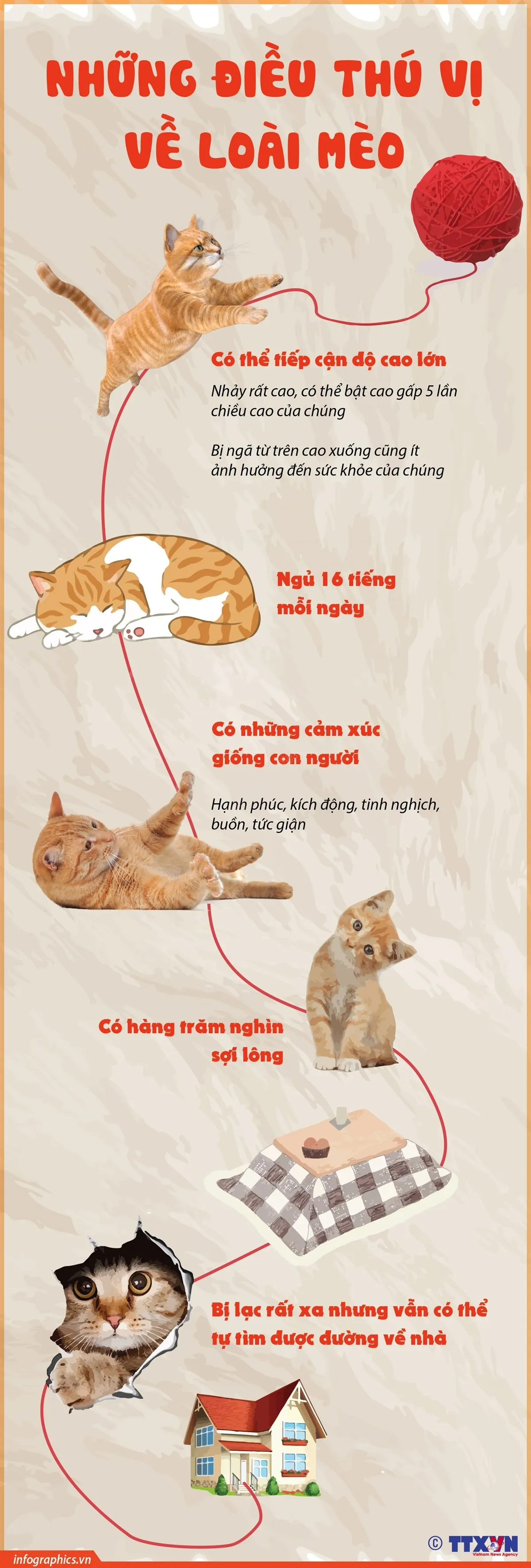 Những điều thú vị về loài mèo - Ảnh 1.