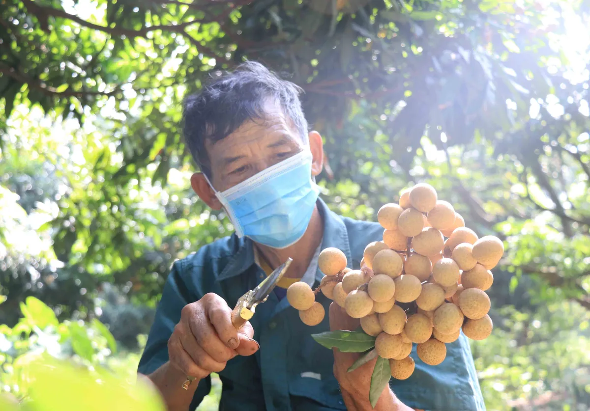 Xuất khẩu chính ngạch lô nhãn đầu tiên sang Nhật Bản - Ảnh 1.