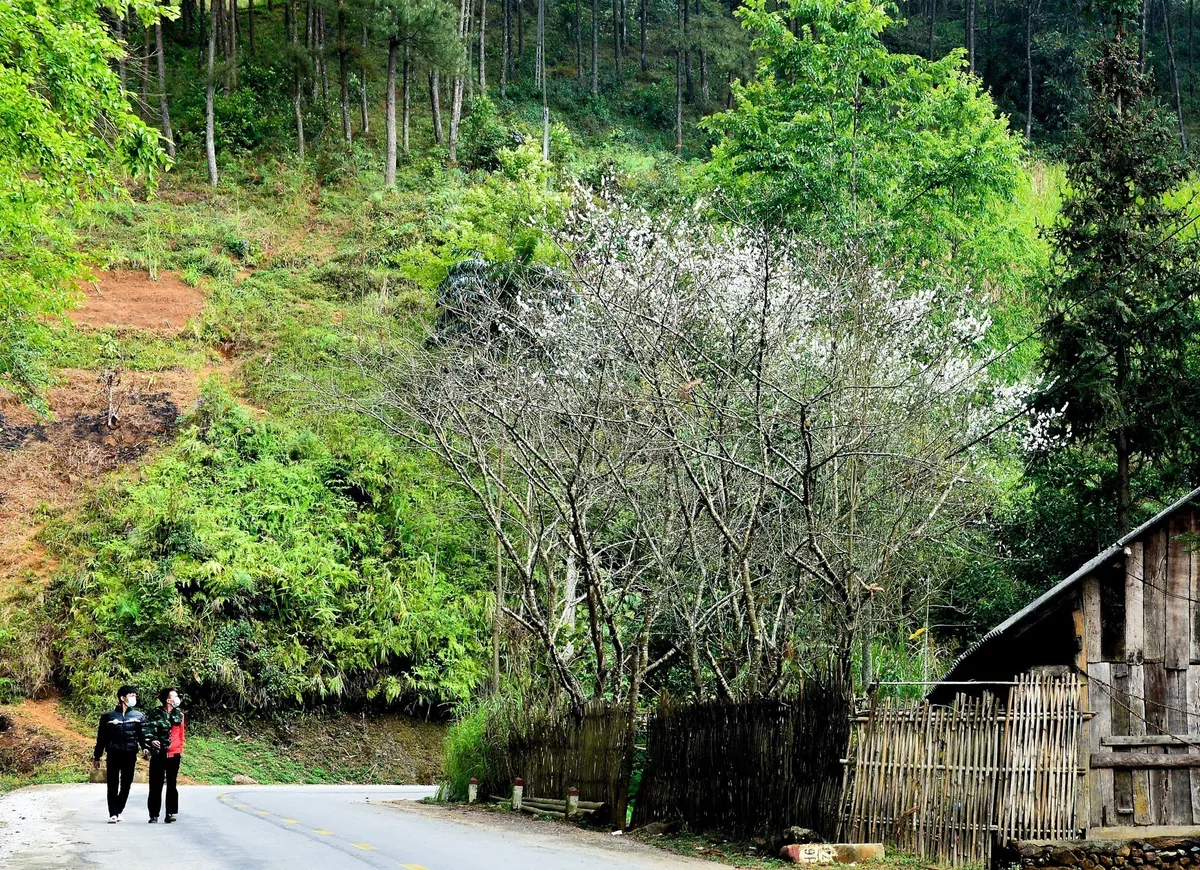 Mùa hoa mận trên cao nguyên đá Hà Giang - Ảnh 3.