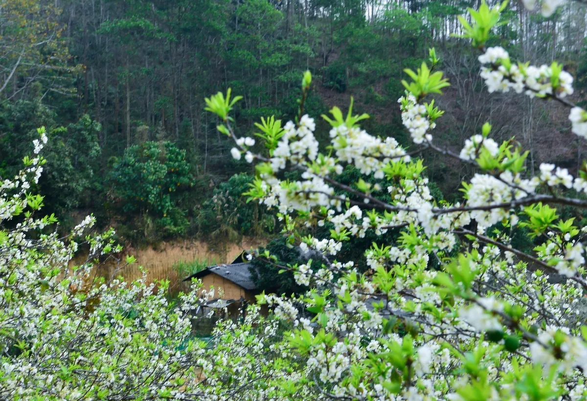 Mùa hoa mận trên cao nguyên đá Hà Giang - Ảnh 4.