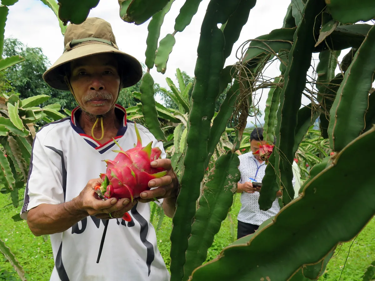 Thanh long tắc đường sang Nhật, nông dân như ngồi trên lửa - Ảnh 1.