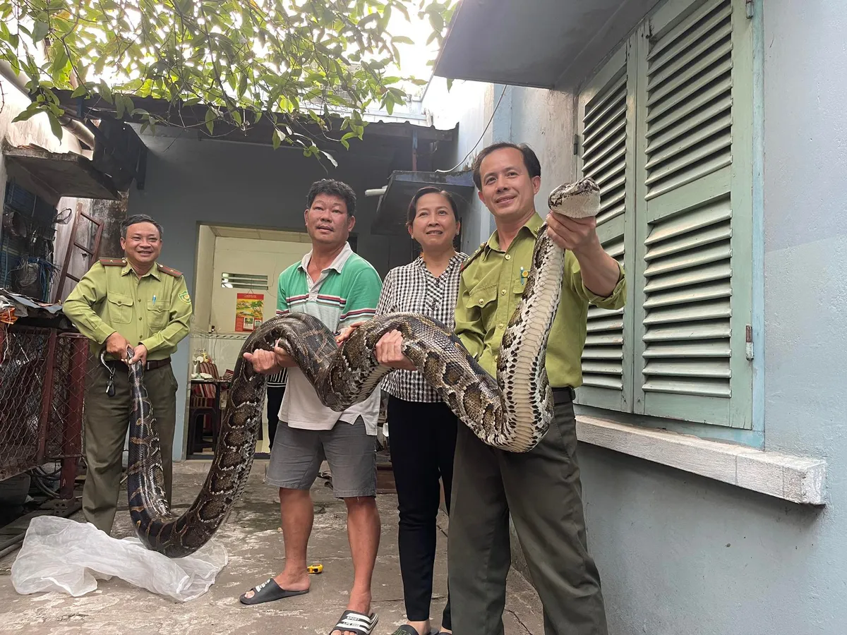 TP Hồ Chí Minh: Người dân bàn giao con trăn 63kg cho kiểm lâm - Ảnh 1.