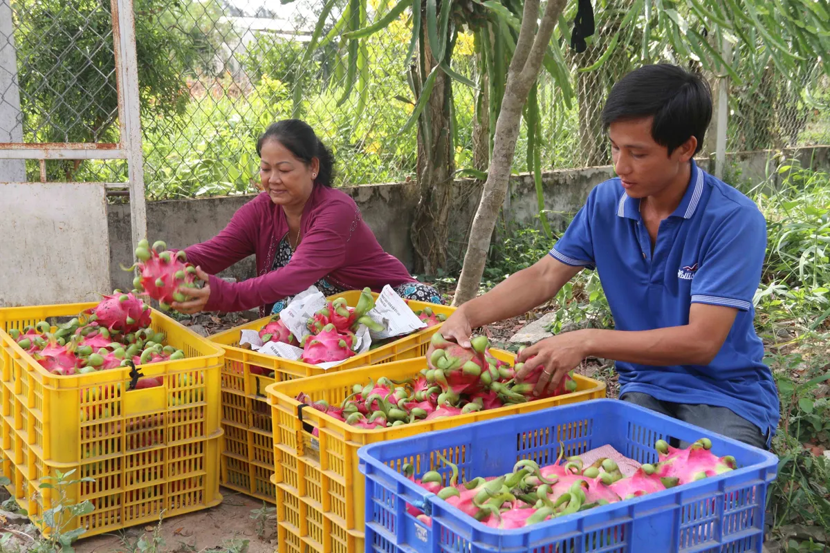 Cần minh bạch bản quyền giống thanh long - Ảnh 1.