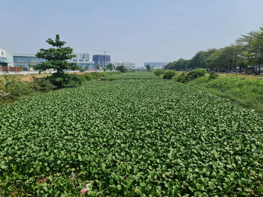 Cải tạo kênh dài nhất TP Hồ Chí Minh - Ảnh 2.