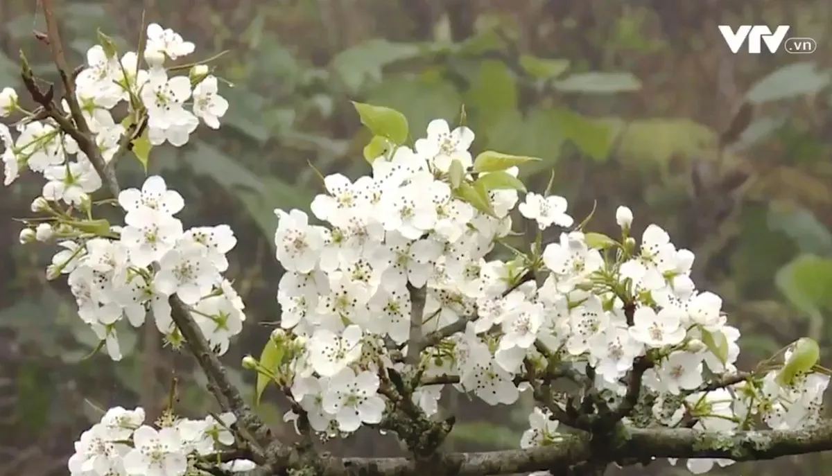 Mùa hoa lê thơ mộng ở Tuyên Quang - Ảnh 6.