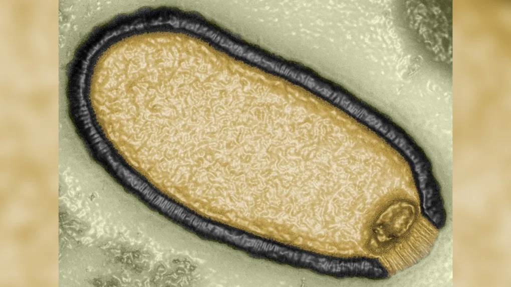 Cảnh báo sự hồi sinh của virus thây ma 48.500 năm trong băng vĩnh cửu ở Bắc Cực - Ảnh 1. Cảnh báo sự hồi sinh của virus thây ma 48.500 năm trong băng vĩnh cửu ở Bắc Cực - Ảnh 1.