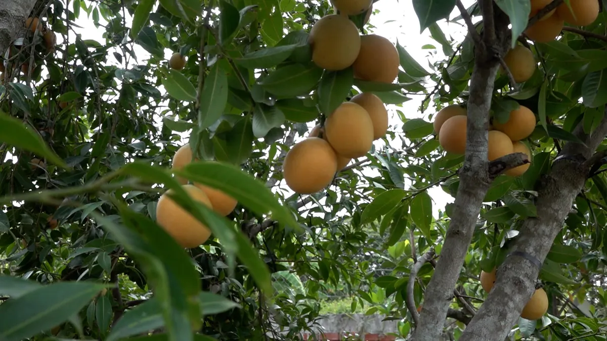 Độc đ&aacute;o thanh tr&agrave; to, ngọt như xo&agrave;i c&aacute;t của l&atilde;o n&ocirc;ng miền T&acirc;y - Ảnh 4.