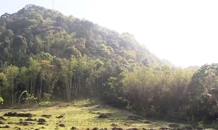 Nguồn sống từ rừng - Ảnh 4.