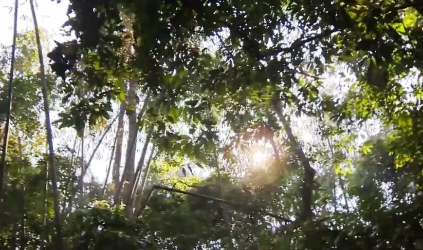 Nguồn sống từ rừng - Ảnh 2.