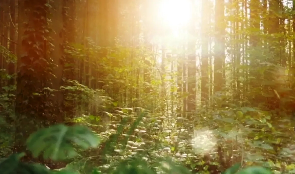 Nguồn sống từ rừng - Ảnh 1.