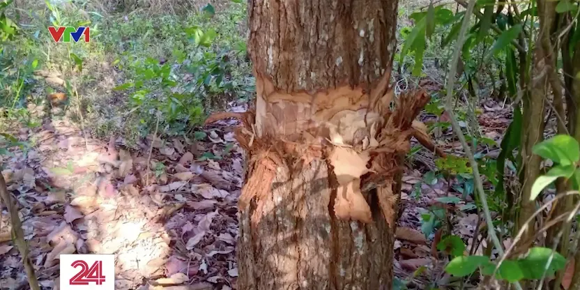 Truy tìm thủ phạm đầu độc nhiều cây gỗ quý tại Khu bảo tồn Bình Châu - Phước Bửu - Ảnh 2. Truy tìm thủ phạm đầu độc nhiều cây gỗ quý tại Khu bảo tồn Bình Châu - Phước Bửu - Ảnh 2.