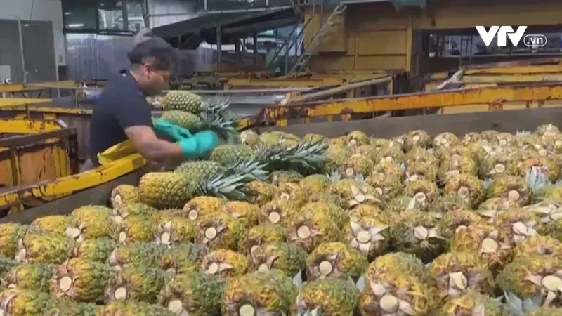 Dứa ruột hồng g&acirc;y sốt tr&ecirc;n thị trường quốc tế - Ảnh 2.