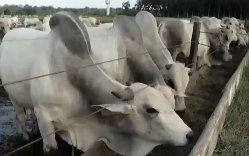 Một số quốc gia tạm ngừng nhập thịt b&ograve; của Brazil - Ảnh 1.