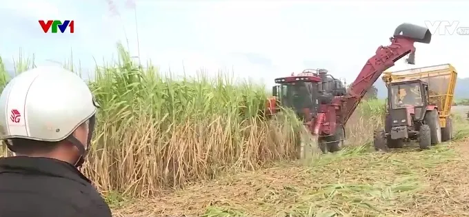 Nông dân phấn khởi đón mùa “mía ngọt” - Ảnh 2.