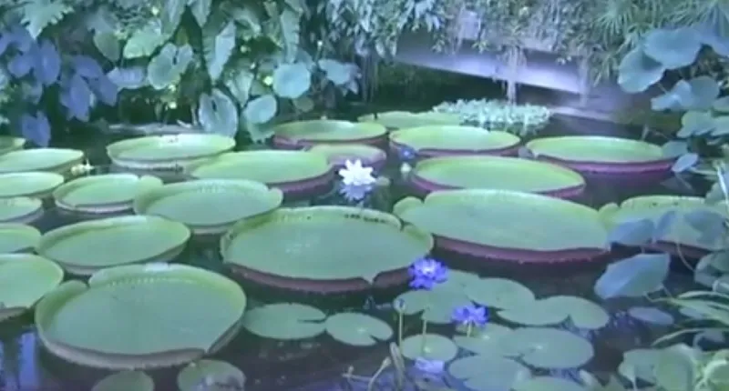 Hàng triệu loài thực vật đối mặt nguy cơ tuyệt chủng - Ảnh 1.