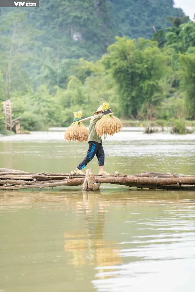 Ngỡ ngàng vẻ đẹp mùa lúa chín tại Trùng Khánh, Cao Bằng - Ảnh 4.