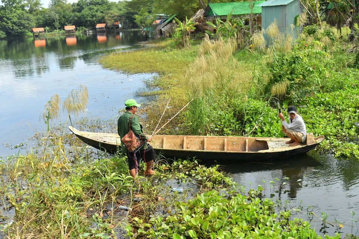 Kiên Giang: Huy động trên 30 người tích cực truy bắt 6 con cá sấu xổng chuồng - Ảnh 1.