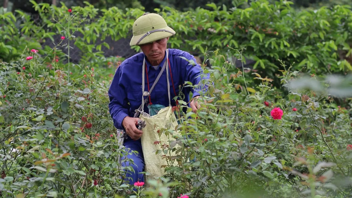 Mang giá trị của những người làm nông nghiệp sạch ở Đà Lạt ra Bắc Ninh - Ảnh 4.