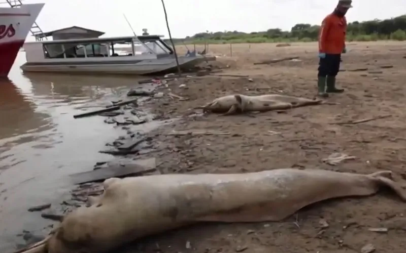 Cá heo sông chết hàng loạt do hạn hán ở Brazil - Ảnh 1.