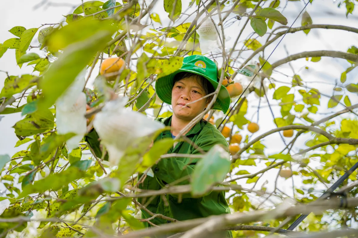 Đến Mộc Châu thăm vườn hồng, thưởng thức hồng giòn tươi ngọt từ trên cây - Ảnh 3.