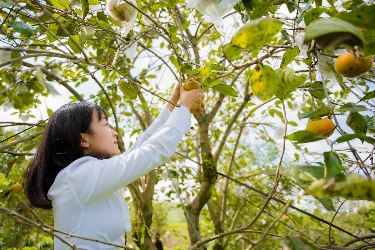 Đến Mộc Châu thăm vườn hồng, thưởng thức hồng giòn tươi ngọt từ trên cây - Ảnh 4.