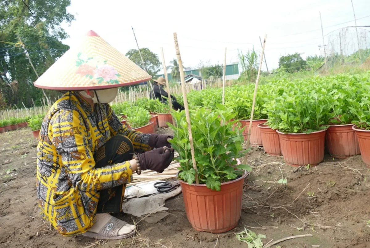 Trà Vinh: Tất bật xuống giống cây cảnh, phục vụ thị trường Tết - Ảnh 2.