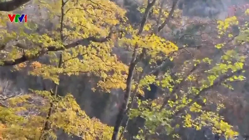 Thi&ecirc;n đường l&aacute; đỏ tại Nikko, Nhật Bản - Ảnh 1.