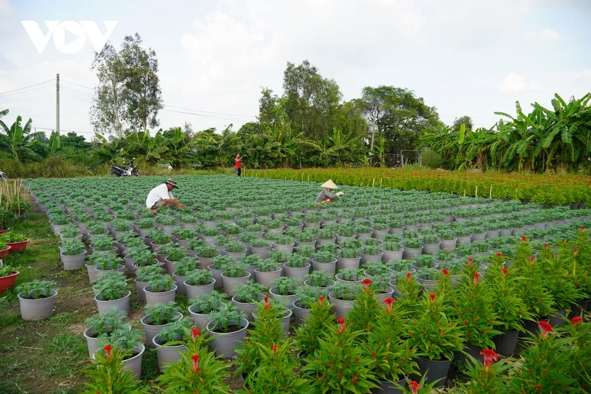 Dồi dào hoa trái, cây cảnh, sẵn sàng vào cao điểm Tết - Ảnh 1.