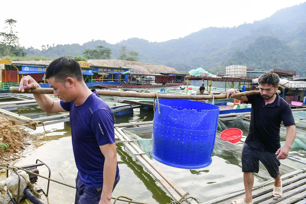 Làng chài giữa đại ngàn núi rừng Tuyên Quang - Ảnh 8.