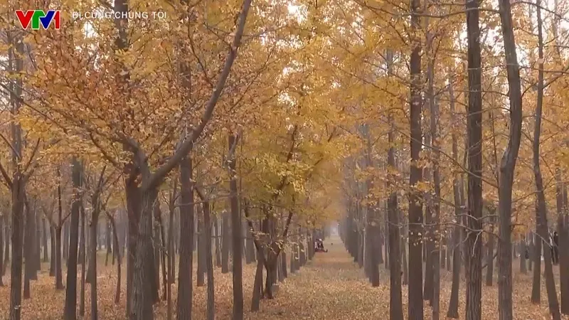 Chi&ecirc;m ngưỡng l&aacute; v&agrave;ng, l&aacute; đỏ ở Bắc Kinh (Trung Quốc) - Ảnh 4.