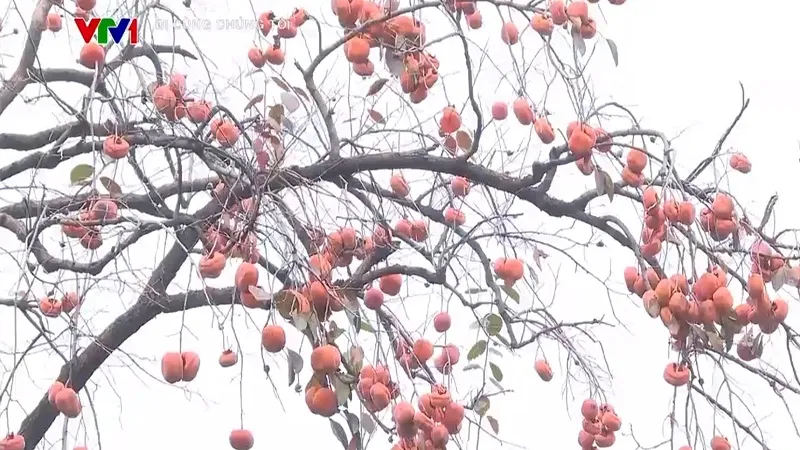 Chi&ecirc;m ngưỡng l&aacute; v&agrave;ng, l&aacute; đỏ ở Bắc Kinh (Trung Quốc) - Ảnh 2.