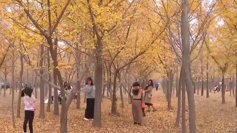 Chi&ecirc;m ngưỡng l&aacute; v&agrave;ng, l&aacute; đỏ ở Bắc Kinh (Trung Quốc) - Ảnh 3.