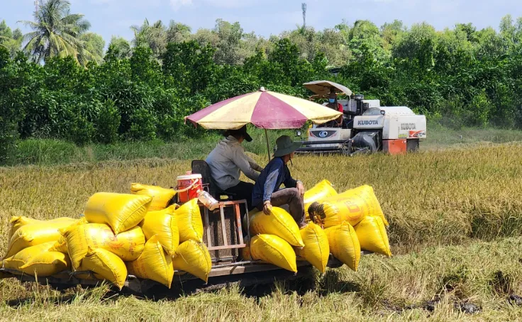 Ngành lúa gạo chuyển hướng đi - Ảnh 1.