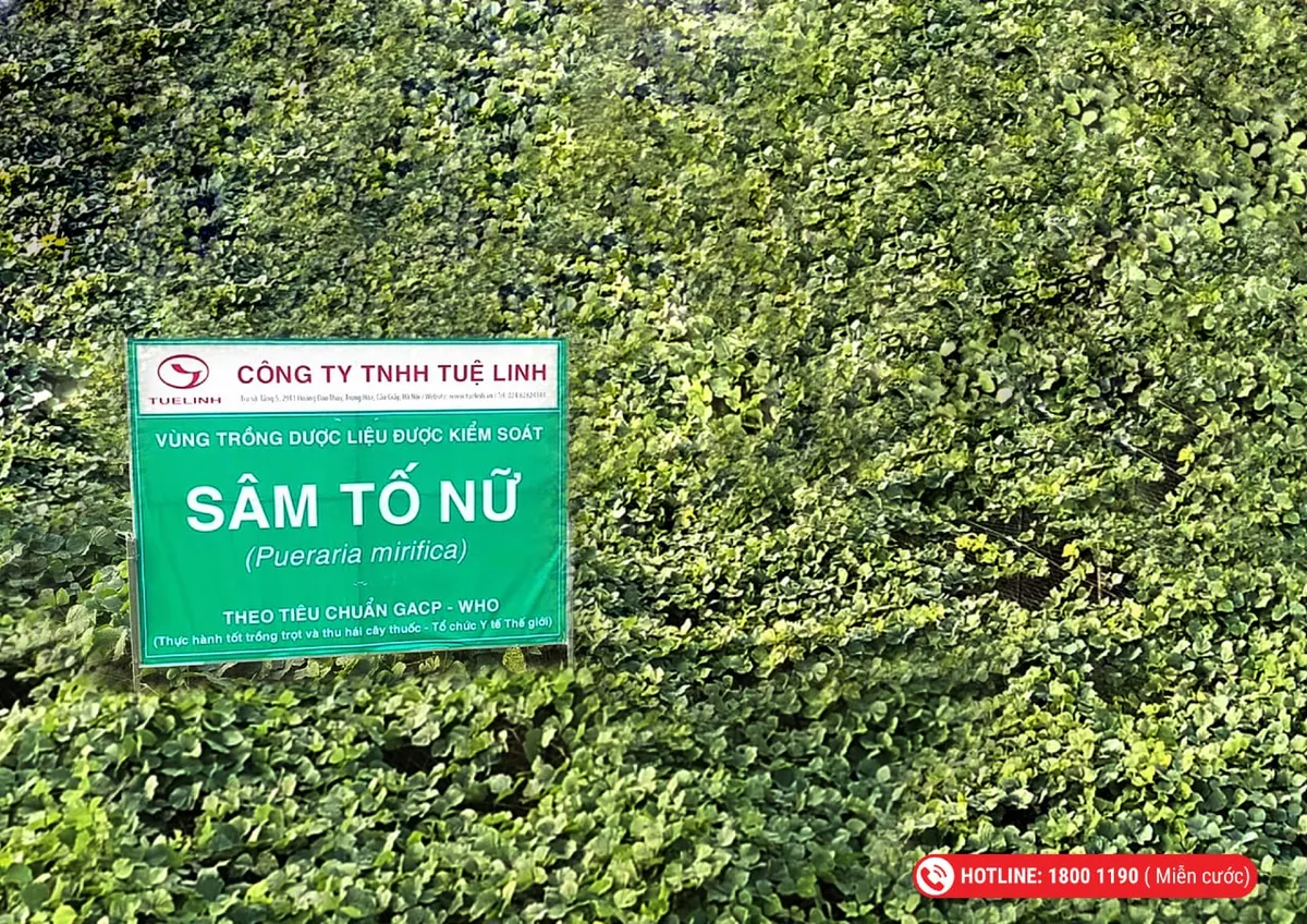 Top 5 dược liệu giúp cho phụ nữ tiền, mãn kinh - Ảnh 2.