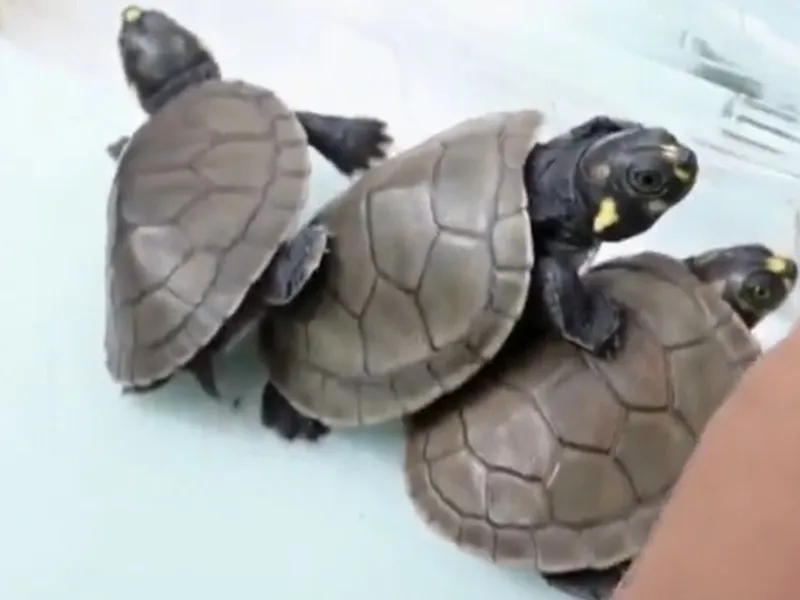 Thu giữ 4.000 con r&ugrave;a sống c&oacute; nguồn gốc từ rừng Amazon - Ảnh 1.