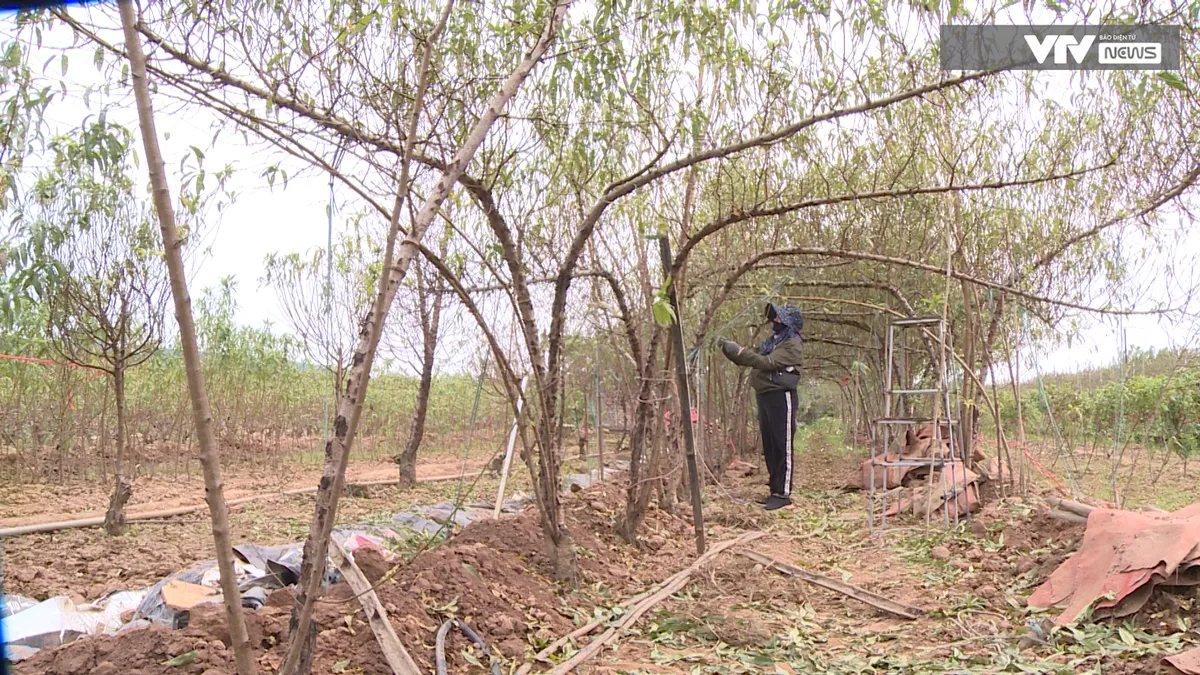 Nghề độc đ&aacute;o tuốt l&aacute; đếm tiền v&agrave;o vụ Tết - Ảnh 1.