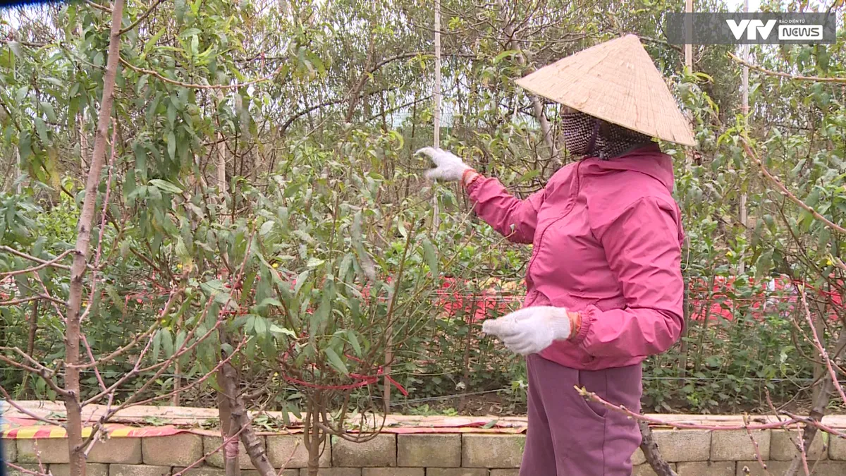 Nghề độc đ&aacute;o tuốt l&aacute; đếm tiền v&agrave;o vụ Tết - Ảnh 5.