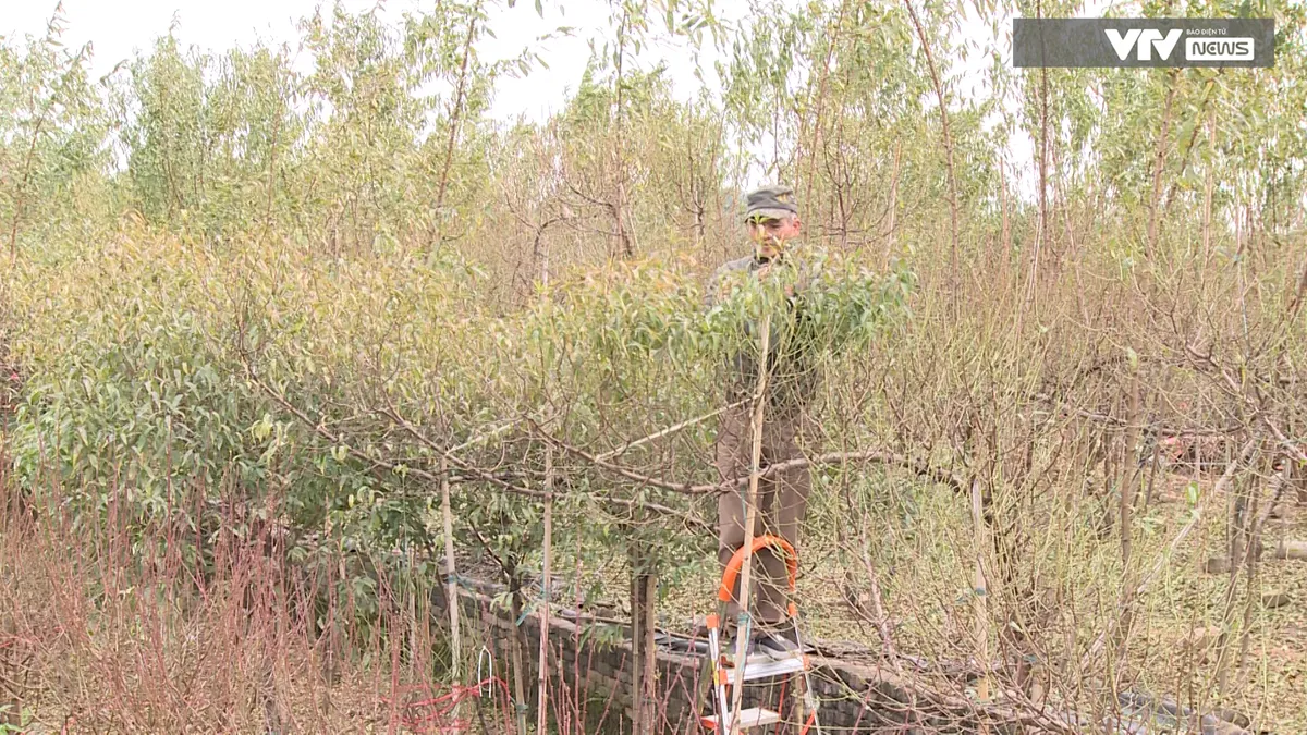 Nghề độc đ&aacute;o tuốt l&aacute; đếm tiền v&agrave;o vụ Tết - Ảnh 6.