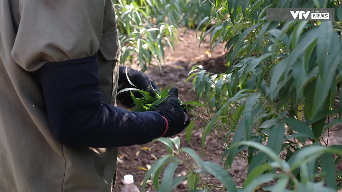 Nghề độc đ&aacute;o tuốt l&aacute; đếm tiền v&agrave;o vụ Tết - Ảnh 2.