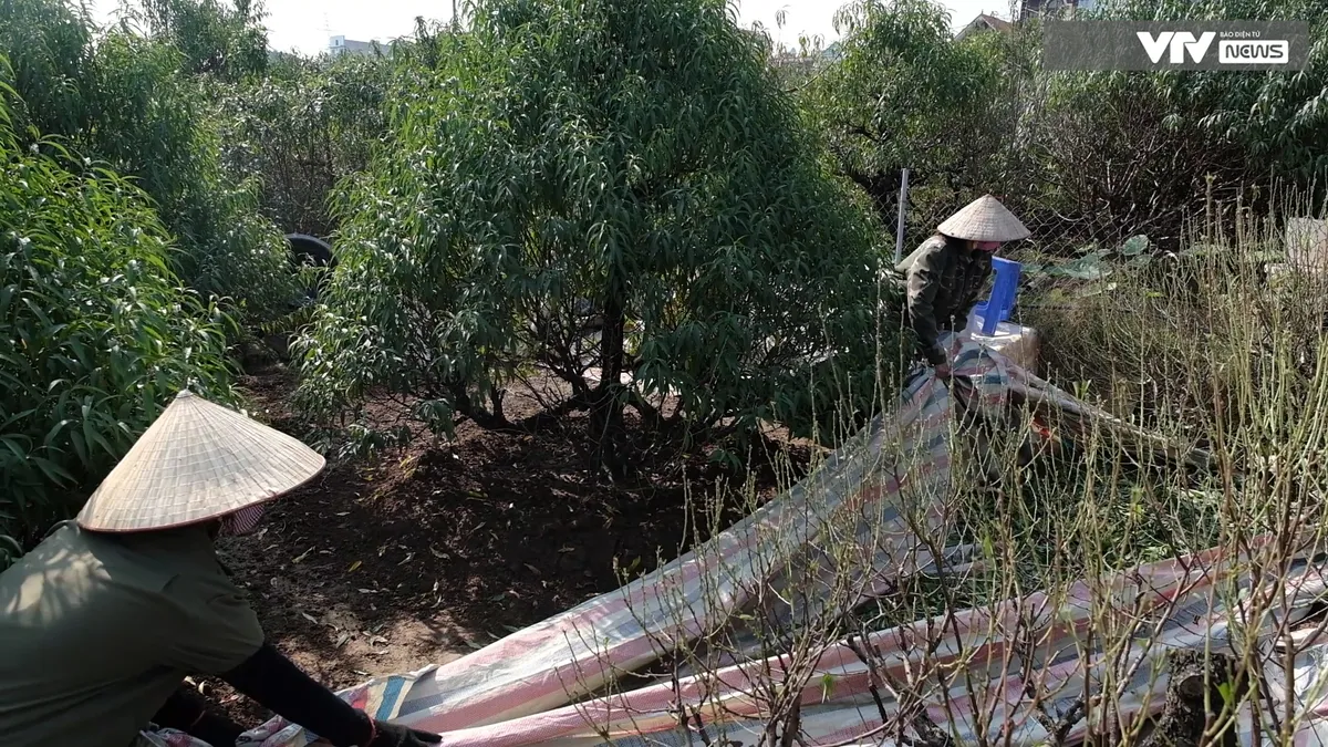 Nghề độc đ&aacute;o tuốt l&aacute; đếm tiền v&agrave;o vụ Tết - Ảnh 7.