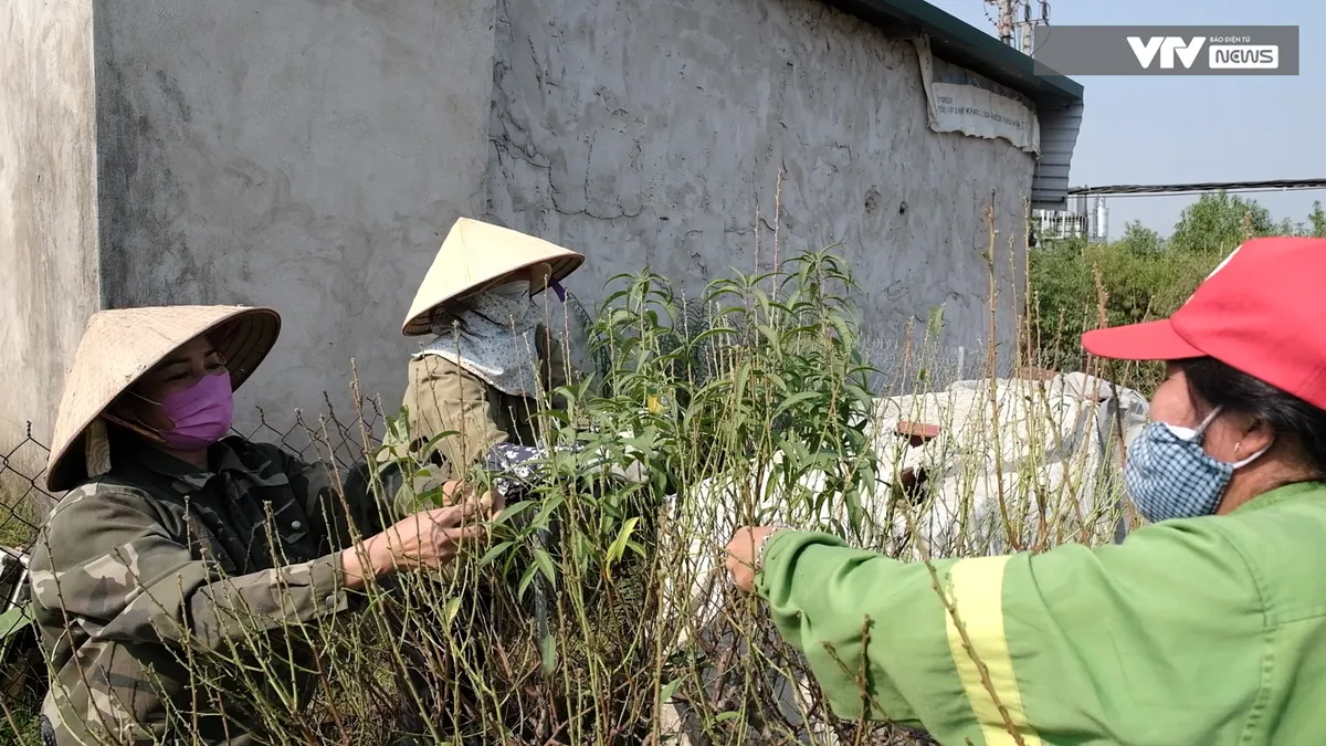 Nghề độc đ&aacute;o tuốt l&aacute; đếm tiền v&agrave;o vụ Tết - Ảnh 4.