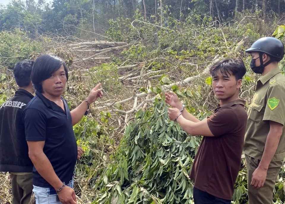L&acirc;m Đồng: Tạm giữ 6 đối tượng hủy hoại gần 1 ha rừng tự nhi&ecirc;n - Ảnh 1.