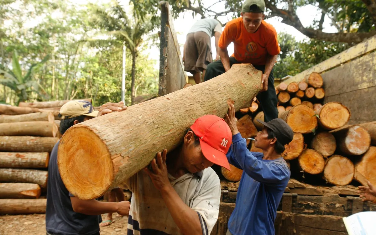 Châu Âu thông qua luật chống phá rừng - Ảnh 1.