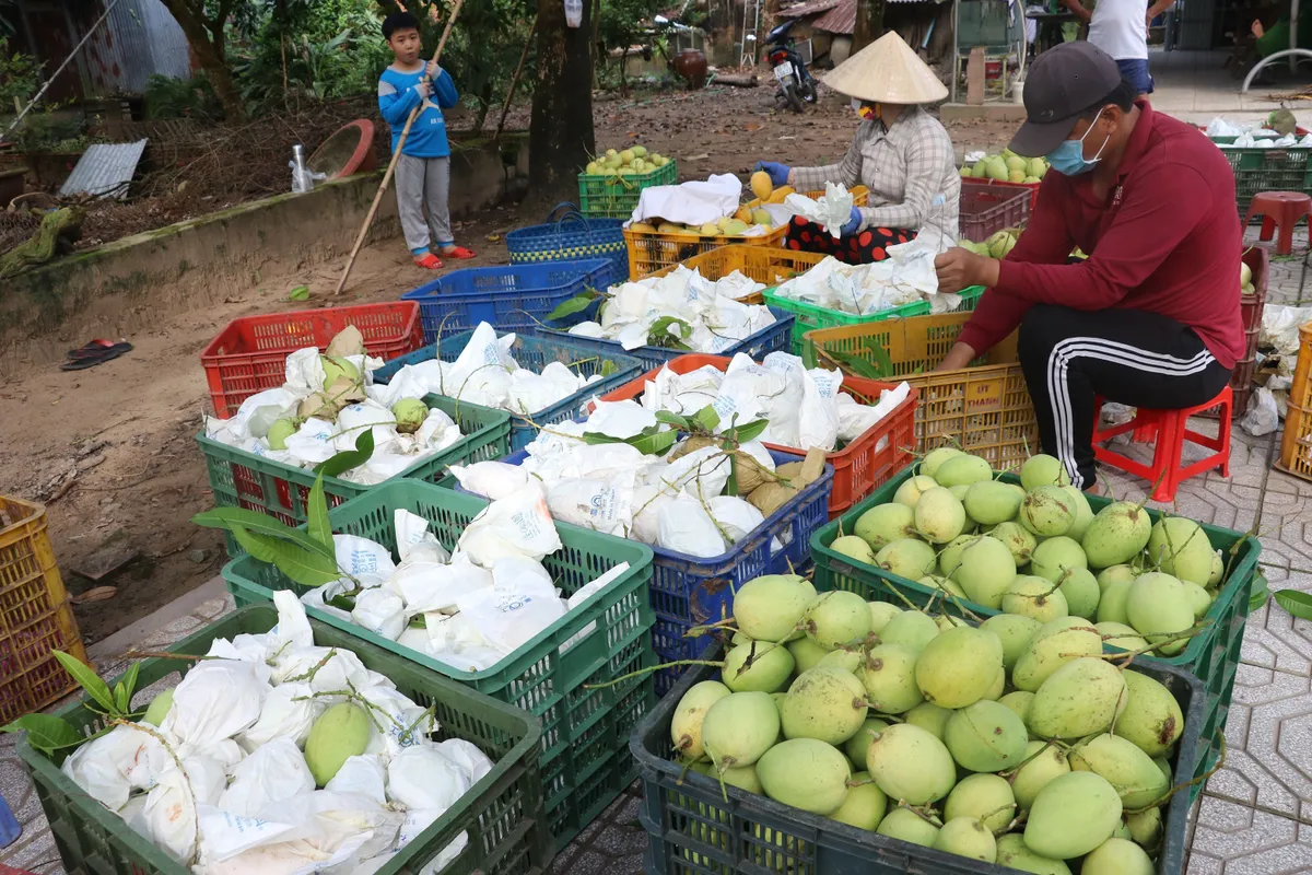 Giá xoài liên tục giảm - Ảnh 1.