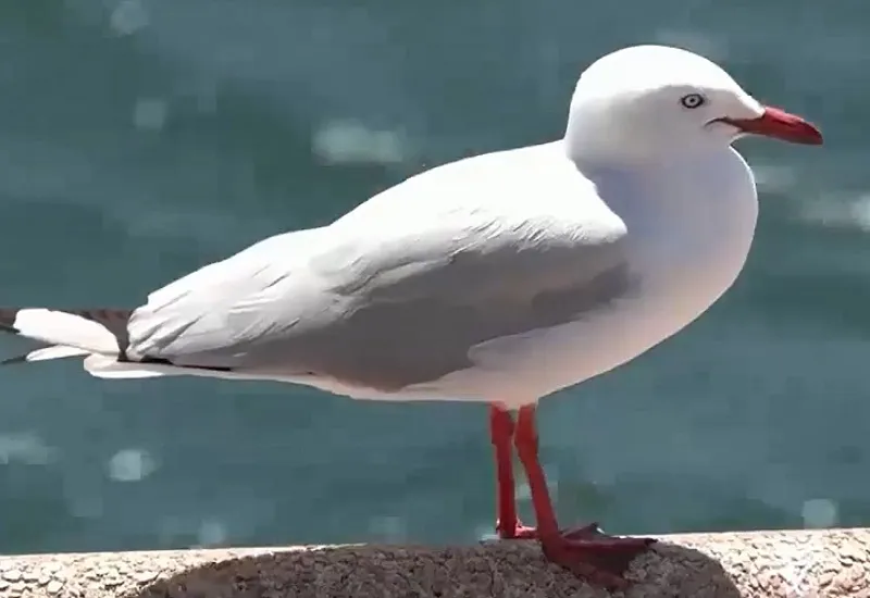 Triển l&atilde;m những chiếc mũ nổi tiếng trong lịch sử - Ảnh 2.