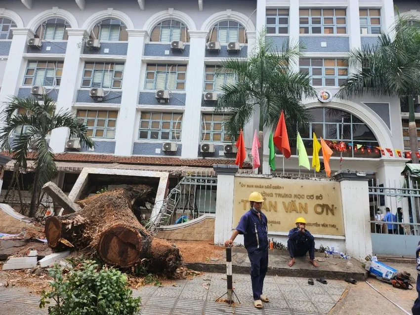 Vụ cây xanh trong trường học bật gốc: Một thai phụ bị thương nghiêm trọng - Ảnh 1.