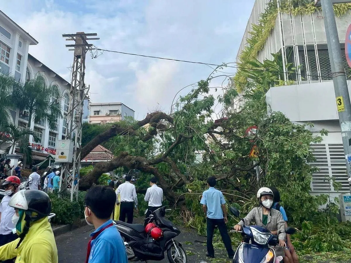 Cây xanh trong trường bật gốc, nhiều người bị thương - Ảnh 1.