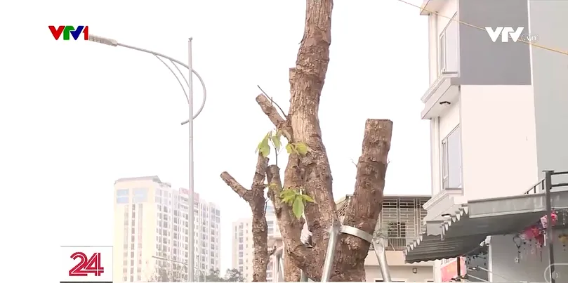 Cưa hạ hàng trăm cây xanh nghi chết khô trên đường Huỳnh Thúc Kháng kéo dài - Ảnh 2.