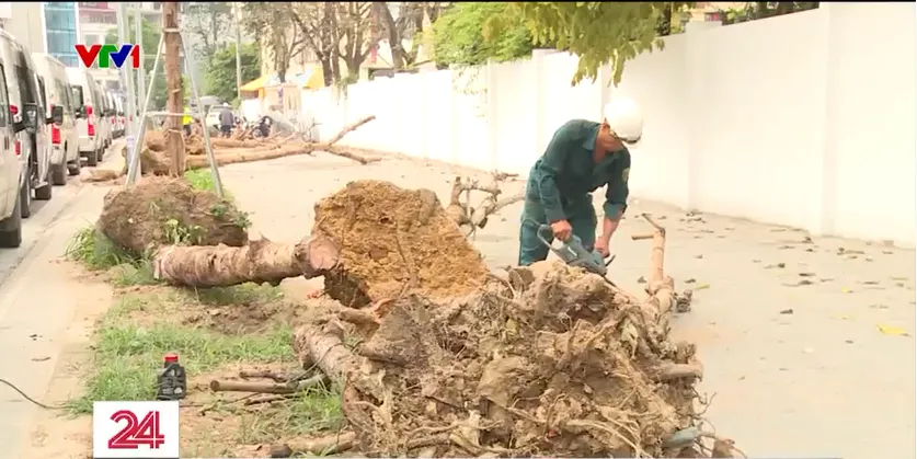 Cưa hạ hàng trăm cây xanh nghi chết khô trên đường Huỳnh Thúc Kháng kéo dài - Ảnh 3.