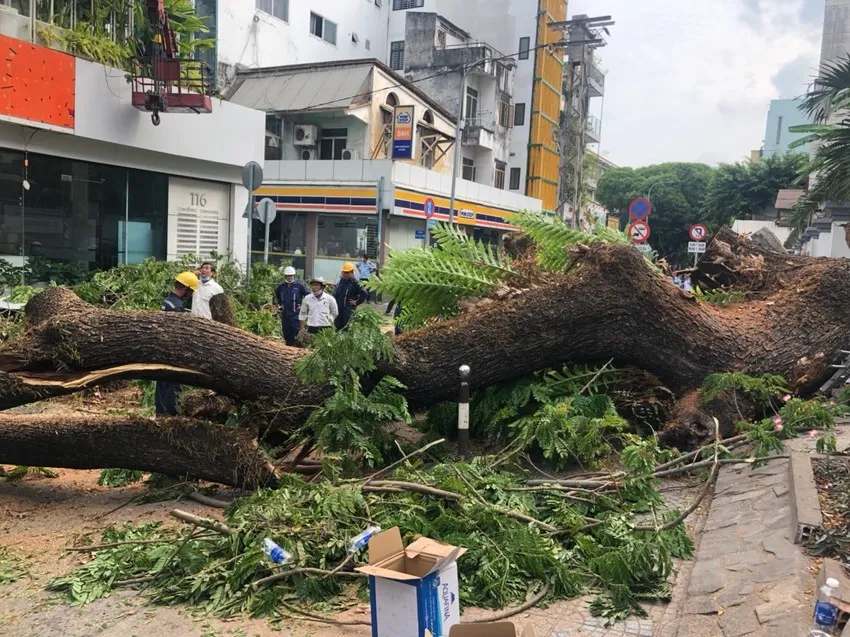 Thành phố Hồ Chí Minh rà soát toàn bộ cây xanh - Ảnh 1.